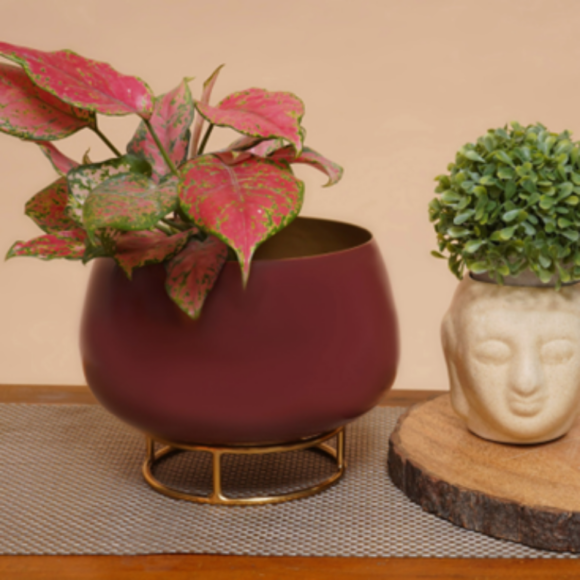 Why Metallic-Accented Planters Are the New Home Décor Trend
